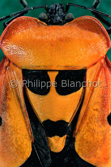 Coquerelia ventralis.JPG - in "Portraits d'insectes" ed. SeuilCoquerelia ventralisPunaise puanteStink bugHemipteraPentatomidaeMadagascar